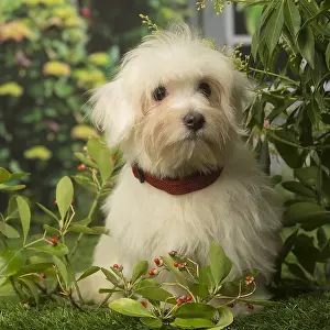 Tulears: Coton de Tulear dog outdoors in the garden