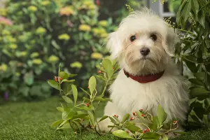 Tulears: Coton de Tulear dog outdoors in the garden
