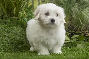Tulears: Coton de Tulear Dog puppy