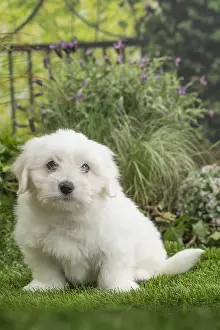 Tulears: Coton de Tulear Dog puppy