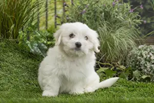Tulears: Coton de Tulear Dog puppy