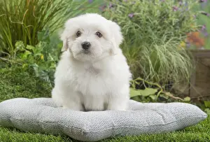 Tulears: Coton de Tulear Dog puppy