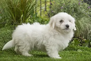 Tulear: Coton de Tulear Dog puppy