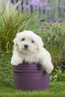 Pots: Coton de Tulear Dog puppy