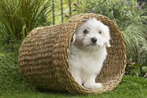 Tulears: Coton de Tulear Dog puppy in basket