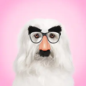 151119: Coton de Tulear Dog wearing false nose Groucho glasses