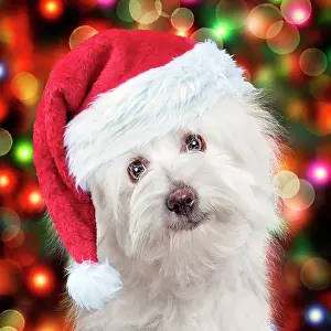 Tulears: Coton de Tulear dog wearing red Christmas Santa hat