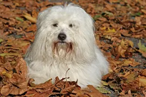 Tulear: Coton de Tulear lying in autumn leaves Coton de