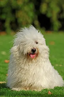 Tulear: Coton de Tulear in a meadow Coton de Tulear | Coton