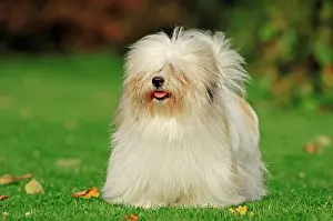 Tulear: Coton de Tulear in a meadow Coton de Tulear | Coton