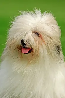 Tulear: Coton de Tulear, portrait Coton de Tulear | Coton