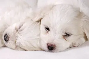 Bichon: Coton de Tulear puppies at 5 weeks