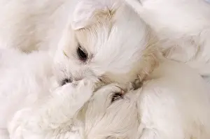 Tulear: Coton de Tulear puppies at 5 weeks