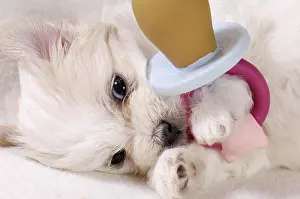 Bichon: Coton de Tulear puppy at 5 weeks