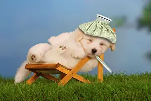 Rest: Coton de Tulear, puppy, 6 weeks, in recliner, with f