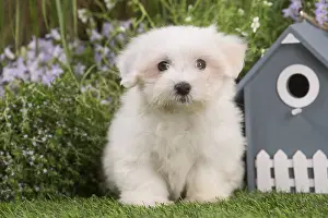 Tulears: Coton de Tulear puppy outdoors