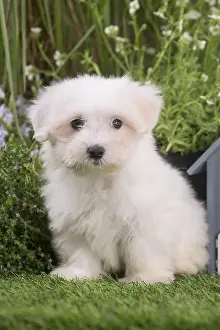 Tulears: Coton de Tulear puppy outdoors