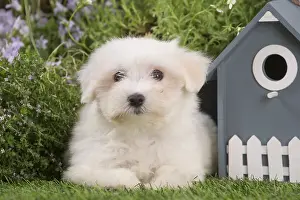 Tulears: Coton de Tulear puppy outdoors