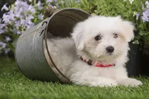 Tulears: Coton de Tulear puppy outdoors