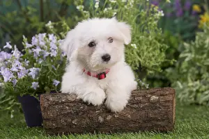 Tulears: Coton de Tulear puppy outdoors