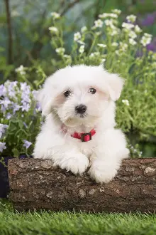 Tulears: Coton de Tulear puppy outdoors