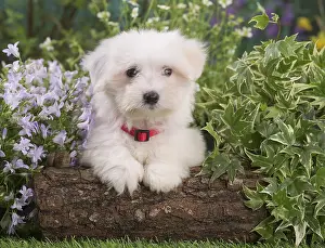 Tulears: Coton de Tulear puppy outdoors