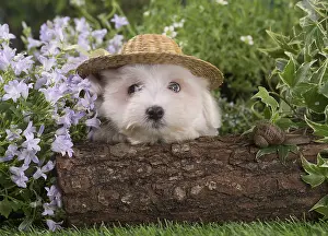 Tulears: Coton de Tulear puppy outdoors
