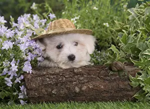 Tulears: Coton de Tulear puppy outdoors
