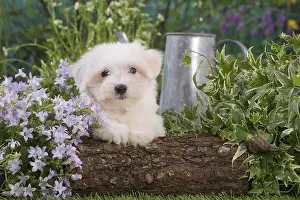 Tulears: Coton de Tulear puppy outdoors