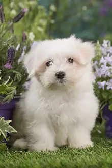 Tulears: Coton de Tulear puppy outdoors
