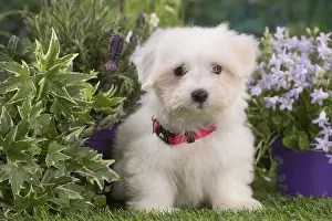 Tulears: Coton de Tulear puppy outdoors