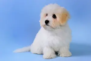 Tulear: Coton de Tulear puppy sitting on blue background