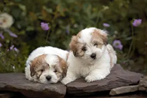 Tulear: The Coton de Tulear is a small breed of dog. It