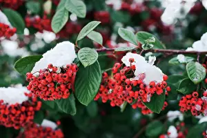 Cotoneaster: Cotoneaster