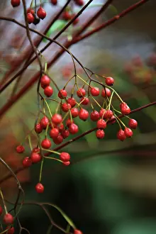 Cotoneaster: Cotoneaster