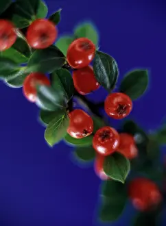 Cotoneaster: Cotoneaster