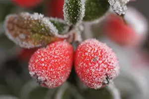 Cotoneaster: cotoneaster