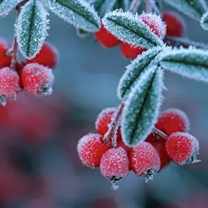 Cotoneaster: Cotoneaster Berries - Covered in frost