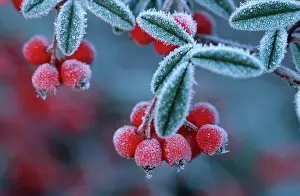 Cotoneaster: Cotoneaster Berries - Covered in frost / frosted