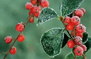 Cotoneaster: Cotoneaster Berries with frost