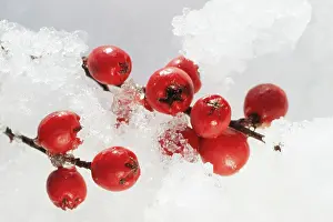 Cotoneaster: Cotoneaster berries - in snow