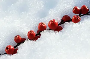 Cotoneaster: Cotoneaster berries - in snow