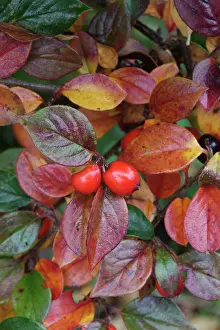 Cotoneaster: Cotoneaster, Cotoneaster bullatus Firebird, Many