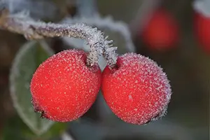 Cotoneaster: Cotoneaster, Cotoneaster bullatus Firebird, Red