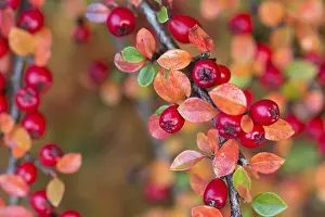 Cotoneaster: Cotoneaster, Cotoneaster cultivar, Red subject