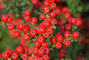 020617: Cotoneaster, Cotoneaster cultivar, Red subject