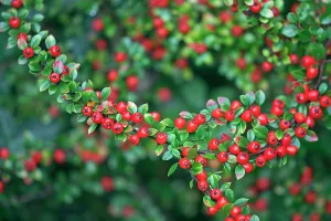Cotoneaster: Cotoneaster, Cotoneaster x suecicus Coral Beauty