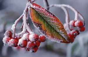 Cotoneaster: Cotoneaster - frosted berries
