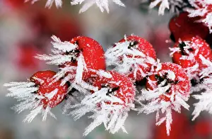 Cotoneaster: Cotoneaster - frozen berries