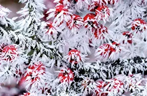 Cotoneaster: Cotoneaster - frozen berries